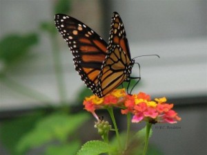 Wings of Beauty…. Butterflies