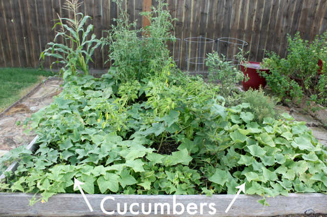garden cleanup cucumbers