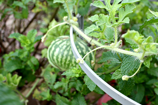 garden cleanup watermelon